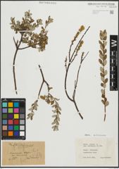 Foto von Salix repens subsp. incubacea (L.) A. Neumann